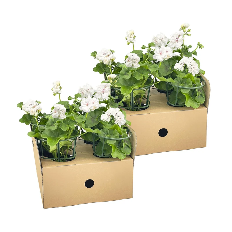 8x Pelargonium Peltatum Weiß