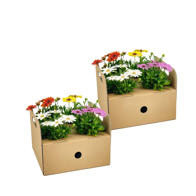 8x Osteospermum Ecklonis Mix