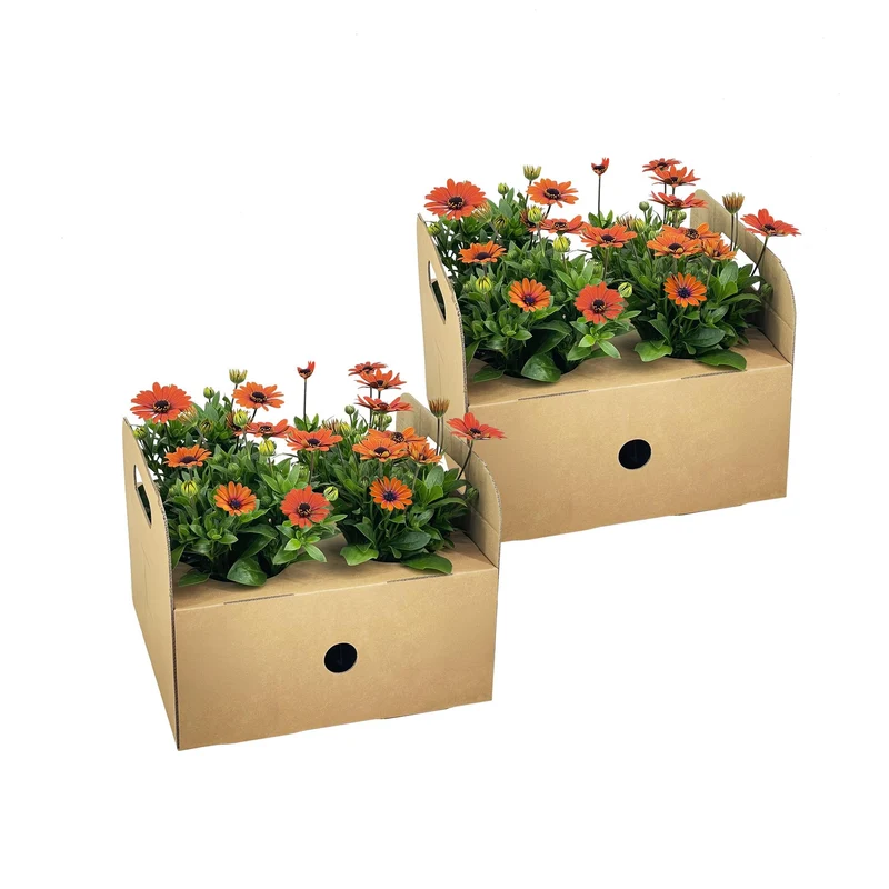 8x Osteospermum Ecklonis Orange