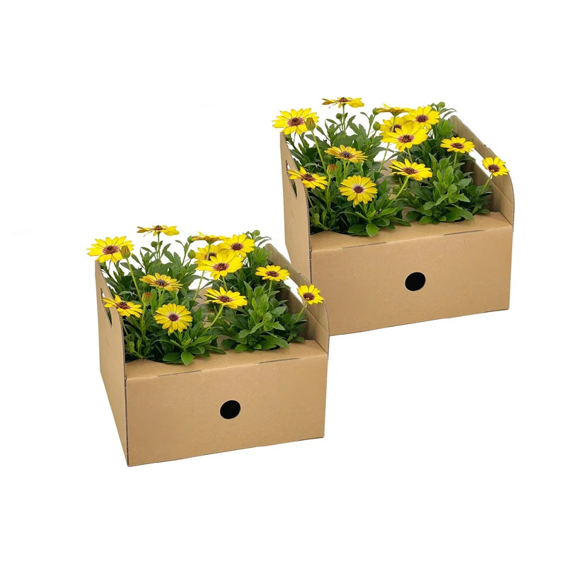 8x Osteospermum Ecklonis Gelb