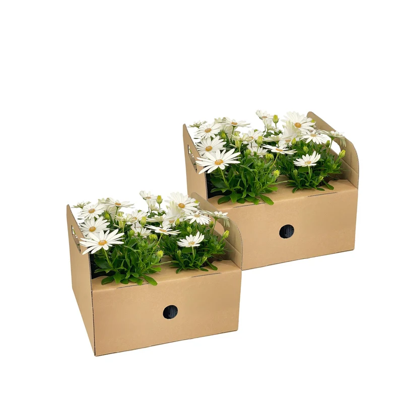8x Osteospermum Ecklonis Weiß