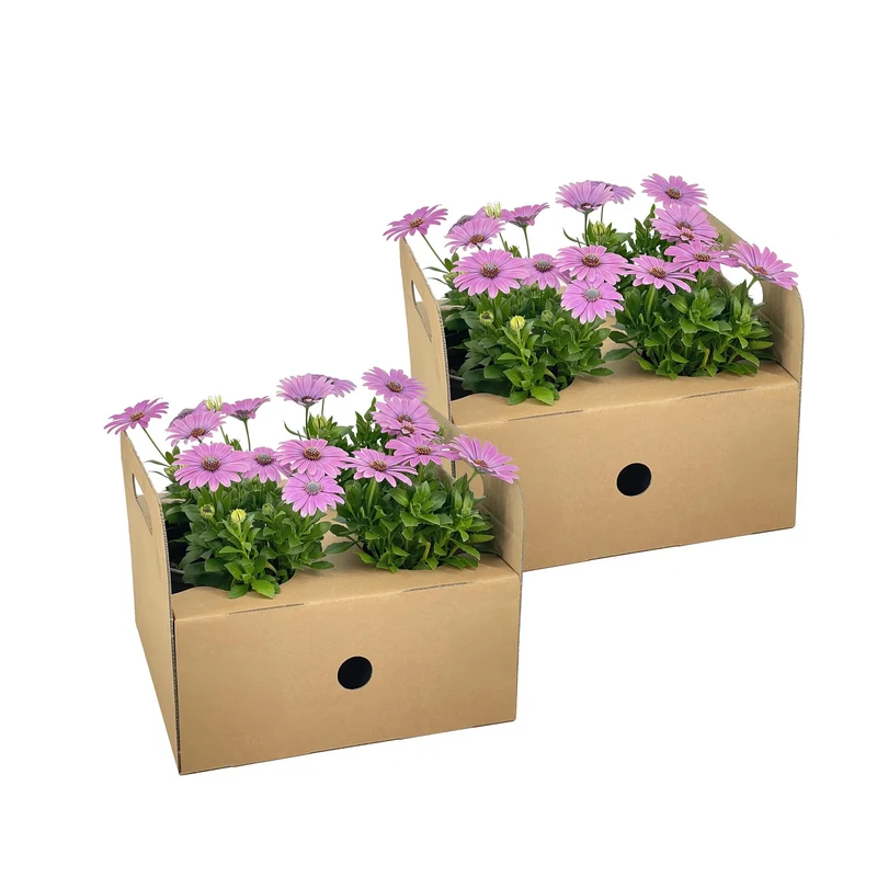 8x Osteospermum Ecklonis Pink