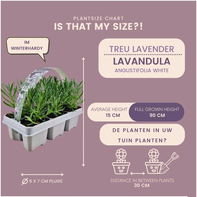 8 x Set van 6 Lavendel angustifolia white