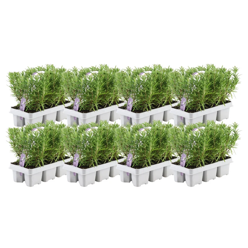 8 x Set van 6 Rosmarinus officinalis