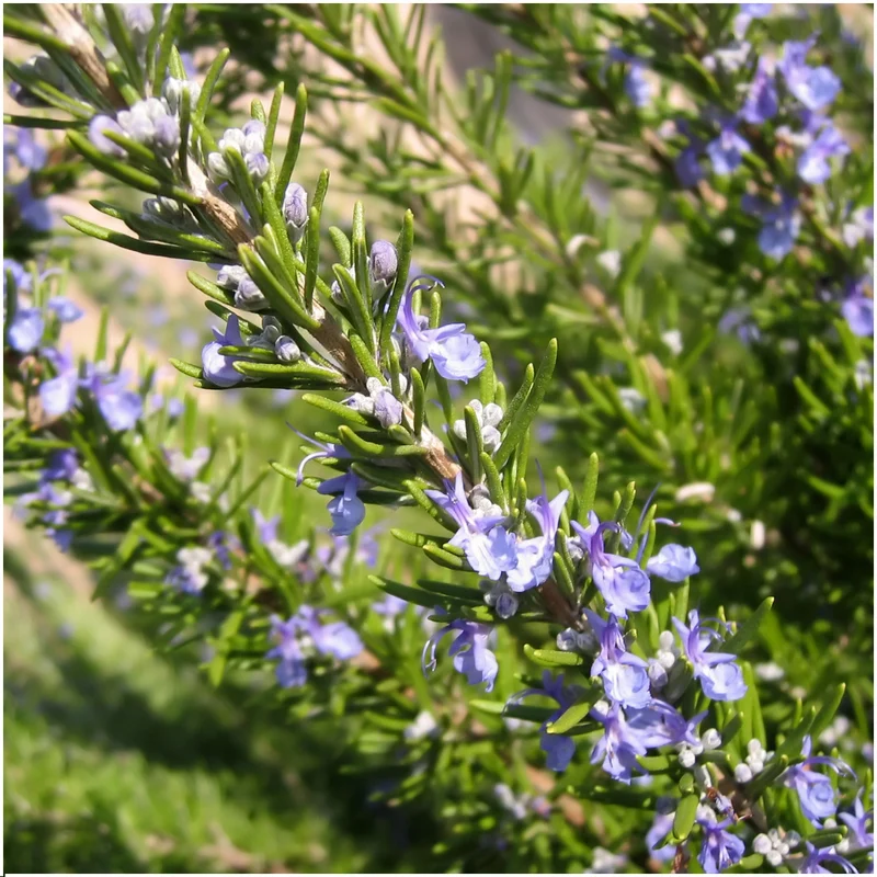 12 x Set van 6 Rosmarinus officinalis