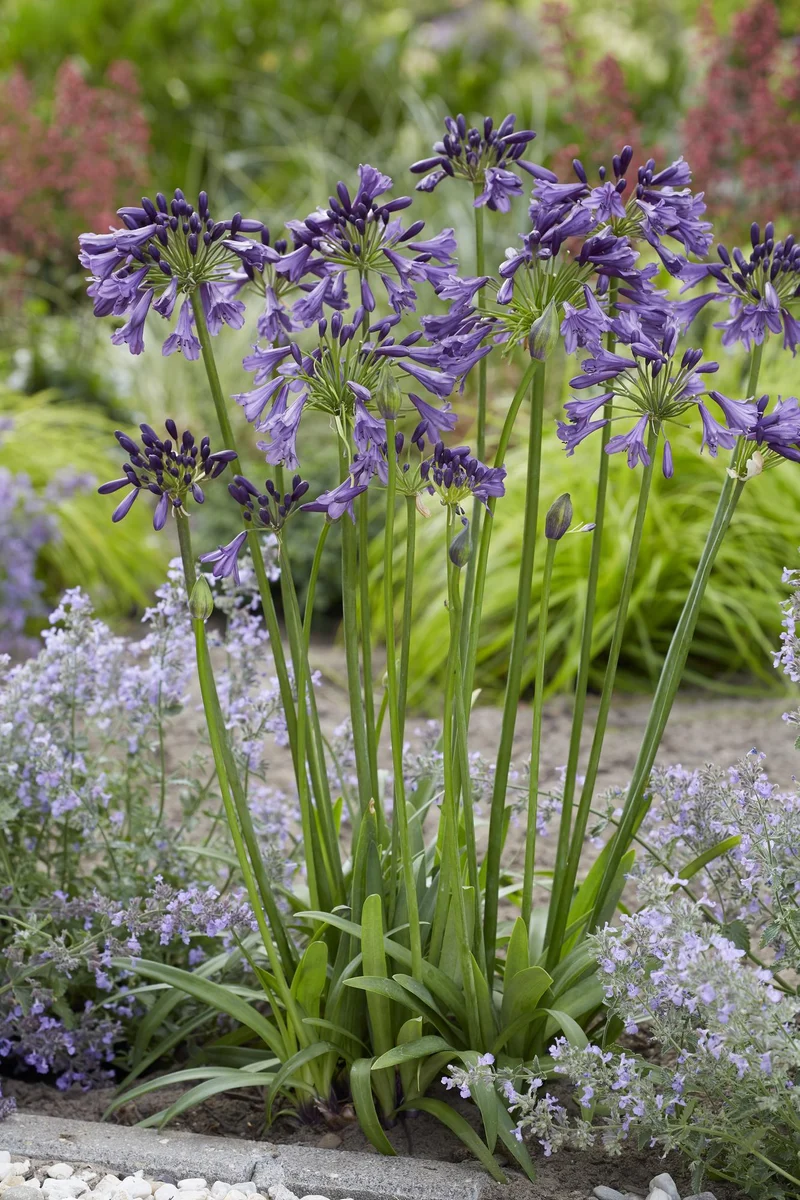 Agapanthus 'Poppin Purple'