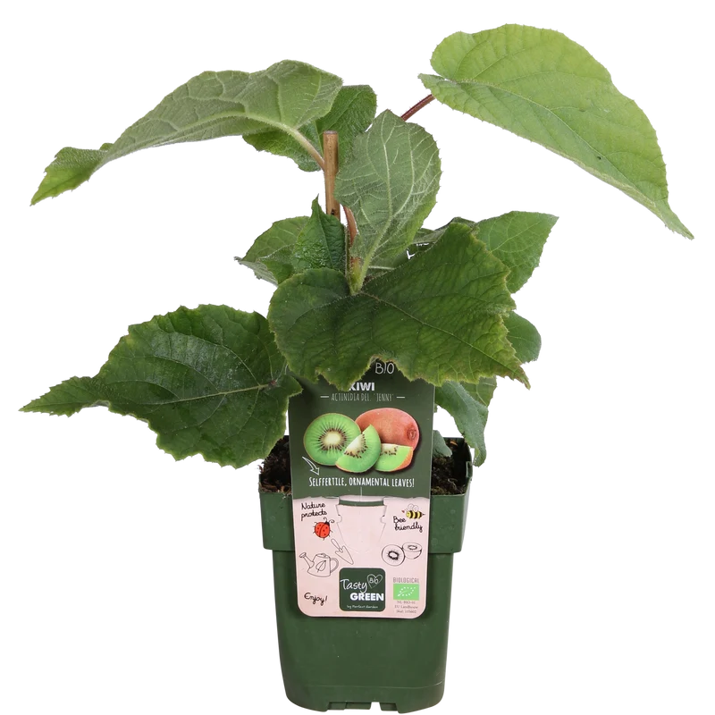 Actinidia delciosioa 'Jenny' - Kiwi