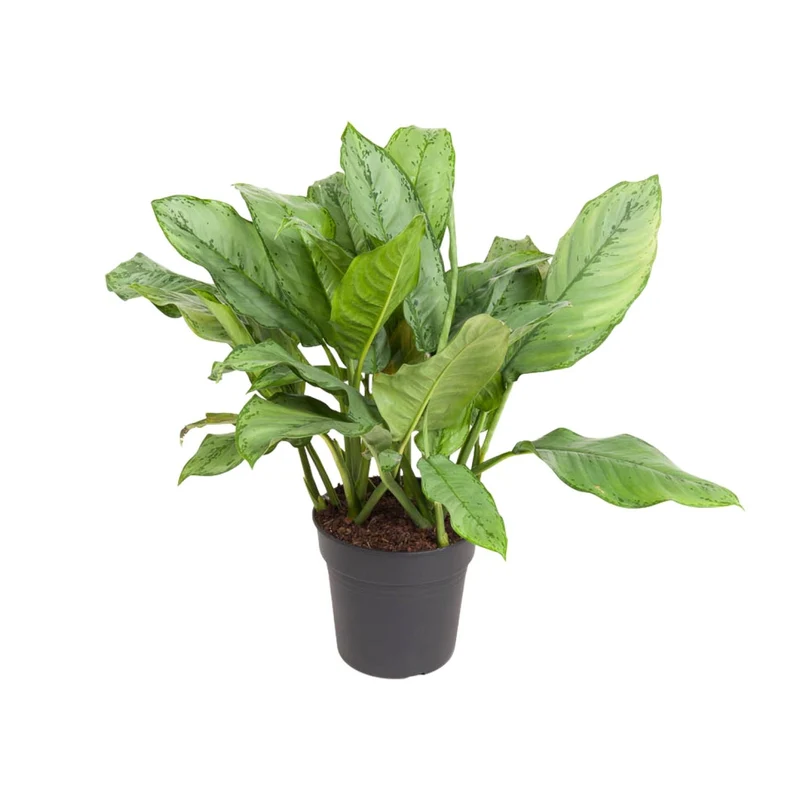 Aglaonema B.J, Freedman