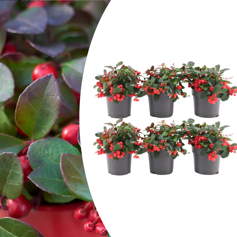 6x Gaultheria procumbens 'Big Berry' | 15