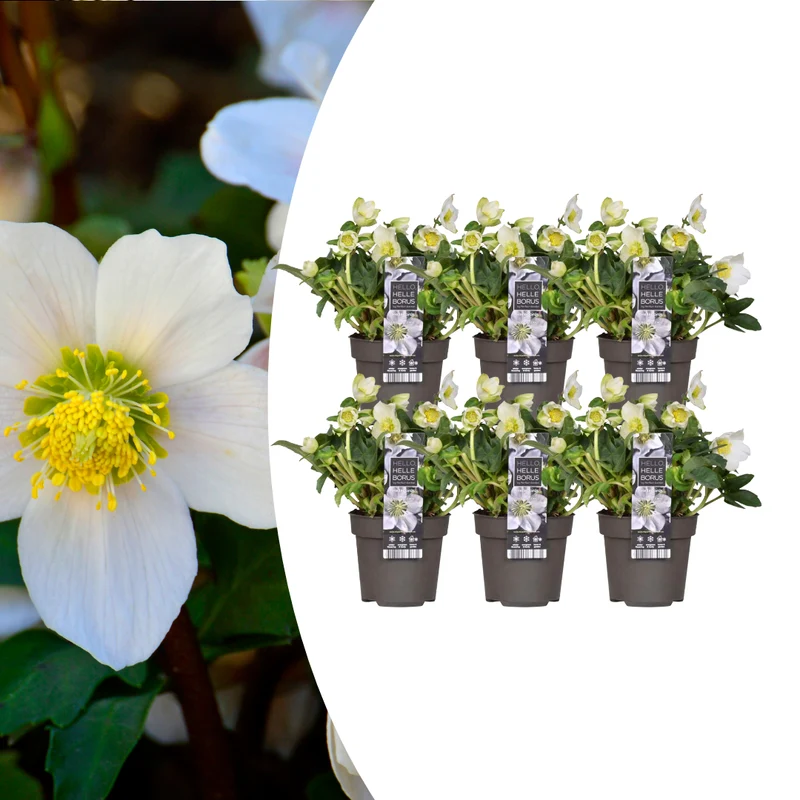 6x Helleborus niger 'Christmas Carol'
