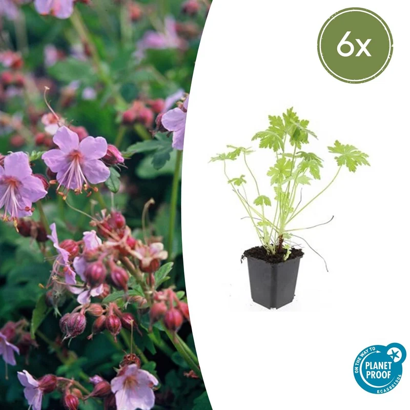 6x Geranium macrorrhizum