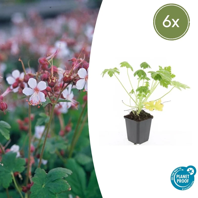 6x Geranium macr. 'Spessart'