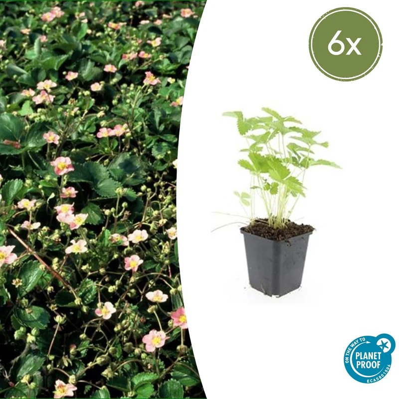 6x Fragaria vesca