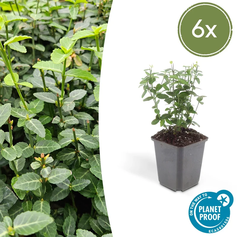 6x Euonymus fortunei radicans