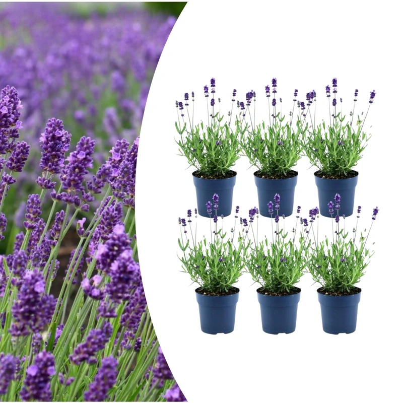 6x Lavandula angustifolia Felice®