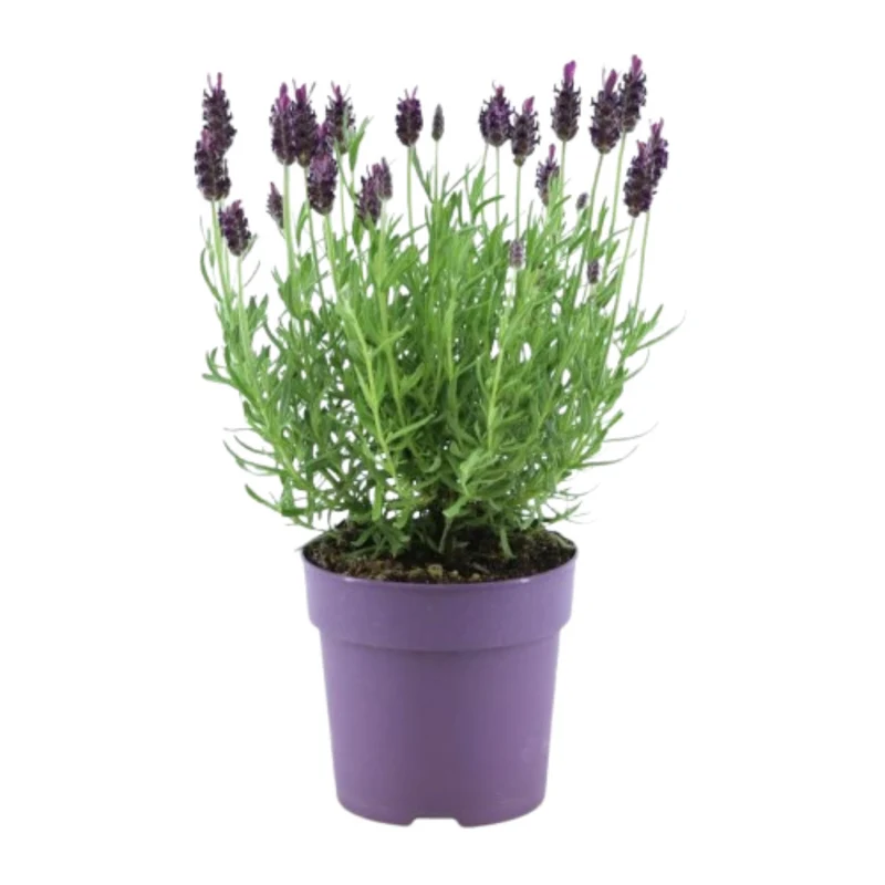 6x Lavandula stoechas Anouk®