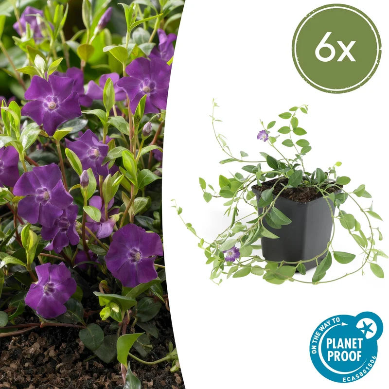6x Vinca minor 'Atropurpurea',