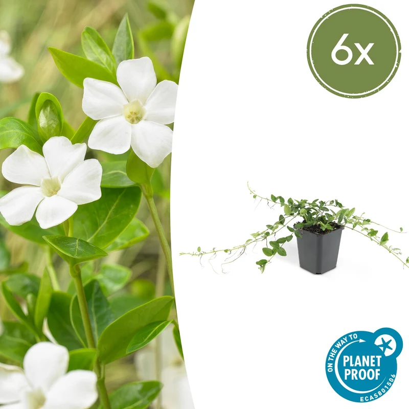 6x Vinca minor 'Alba'