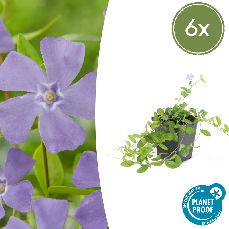 6x Vinca minor