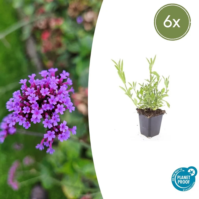 6x Verbena bonariensis