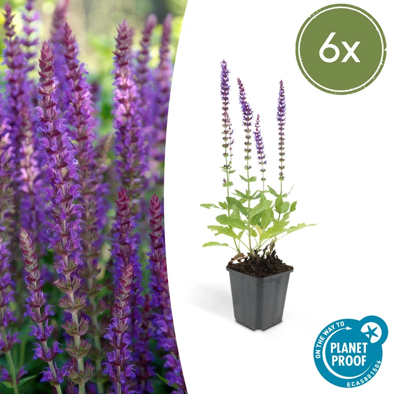 6x Salvia nem. 'Ostfriesland'