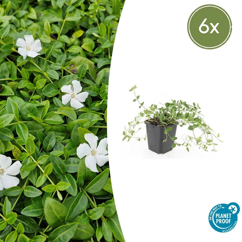 6x Vinca minor 'Gertrude Jekyll'