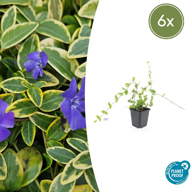 6x Vinca minor 'Blue and Gold'