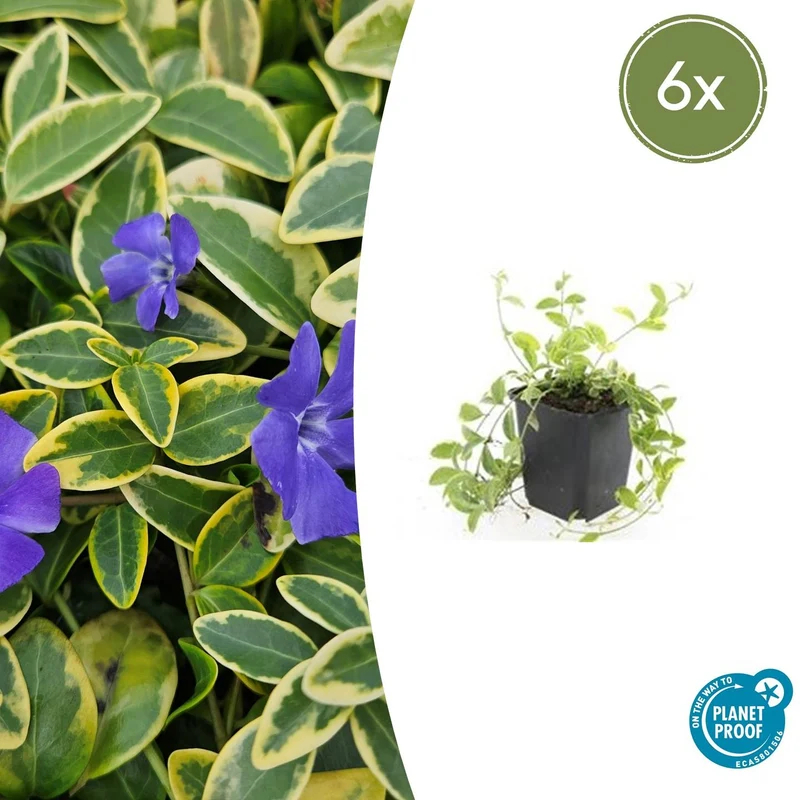6x Vinca minor 'Aureovariegata'