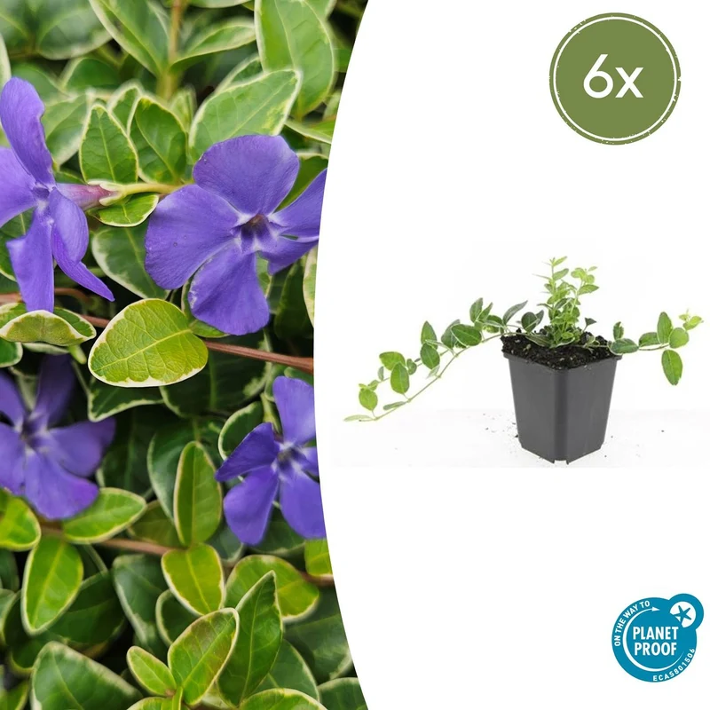 6x Vinca minor 'Ralph Shugert'