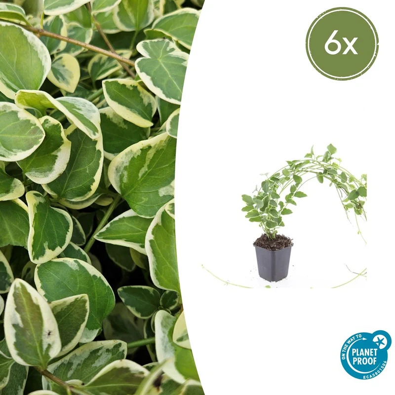 6x Vinca major 'Variegata'