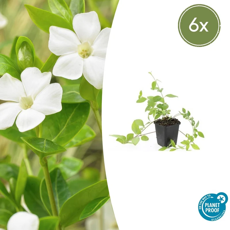 6x Vinca major 'Alba'
