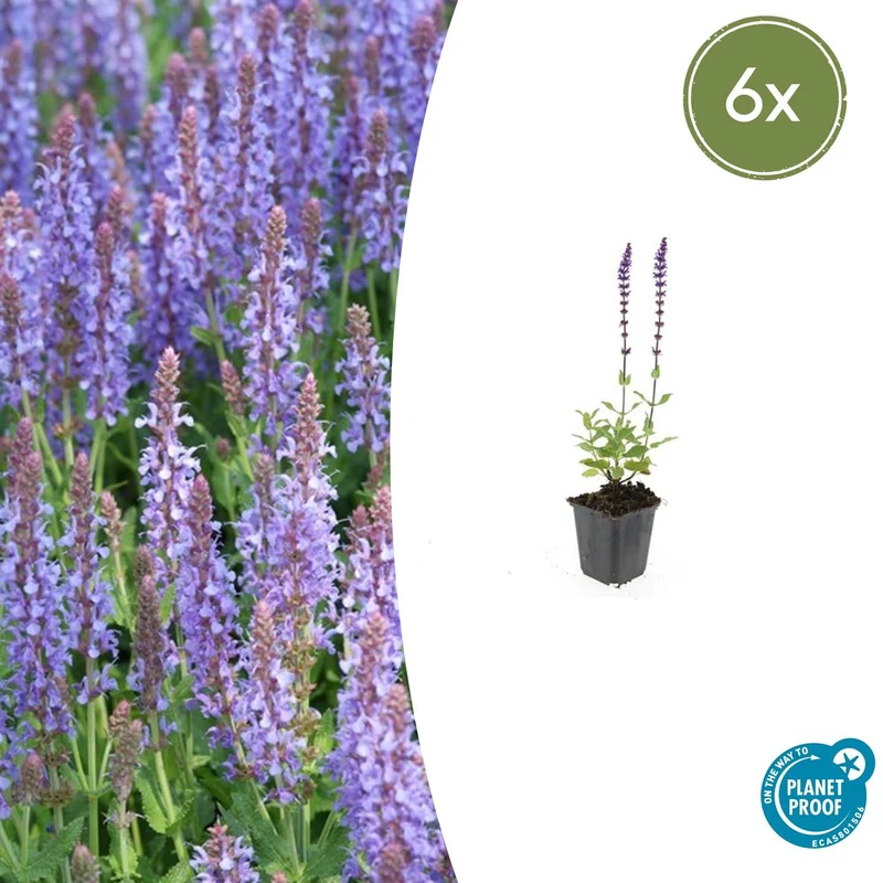 6x Salvia nem. 'Caradonna'