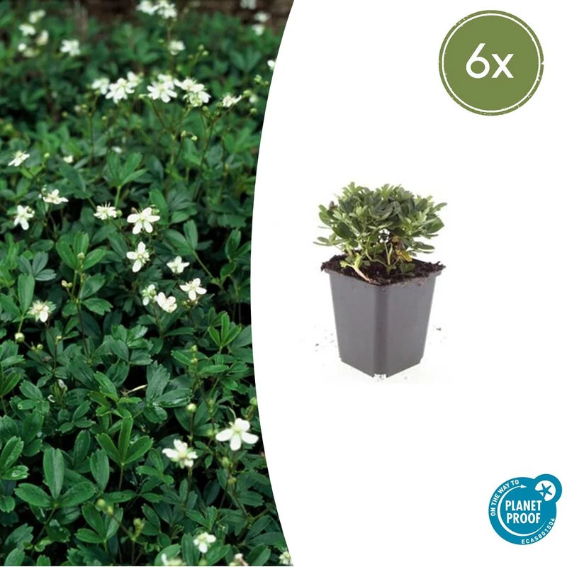 6x Potentilla tridentata 'Nuuk'