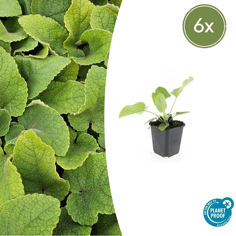 6x Phlomis russeliana