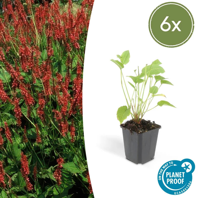 6x Persicaria amplexicaulis