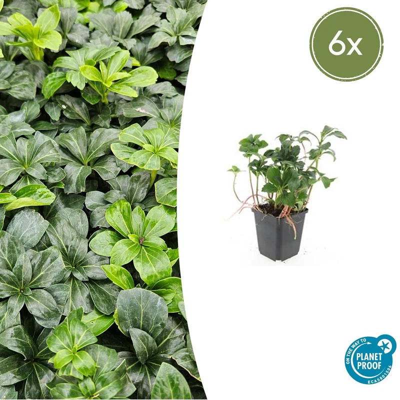 6x Pachysandra term. 'Green Sheen'