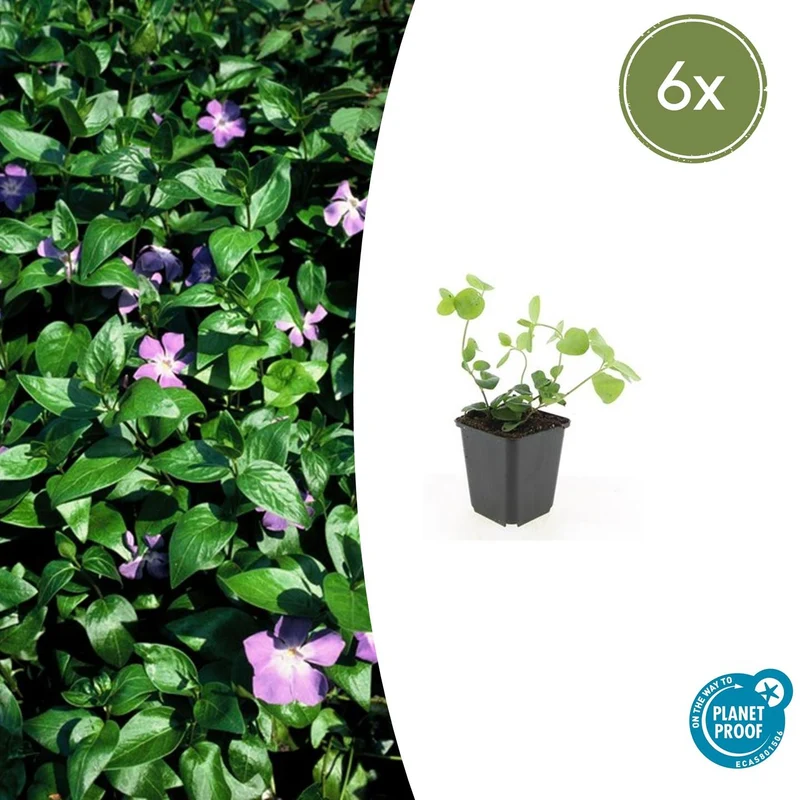 6x Vinca major