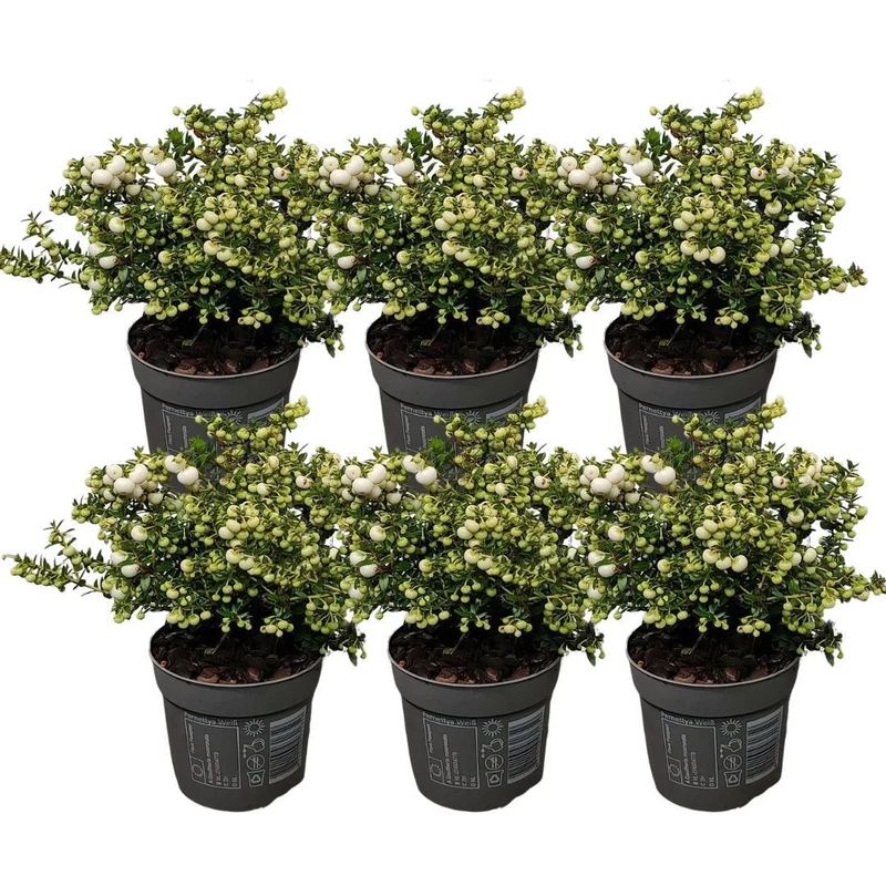 6x Pernettya mucronata | parelbes wit