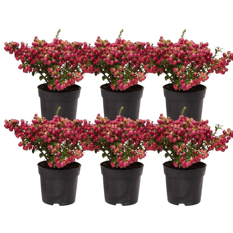 6x Pernettya mucronata | parelbes rood