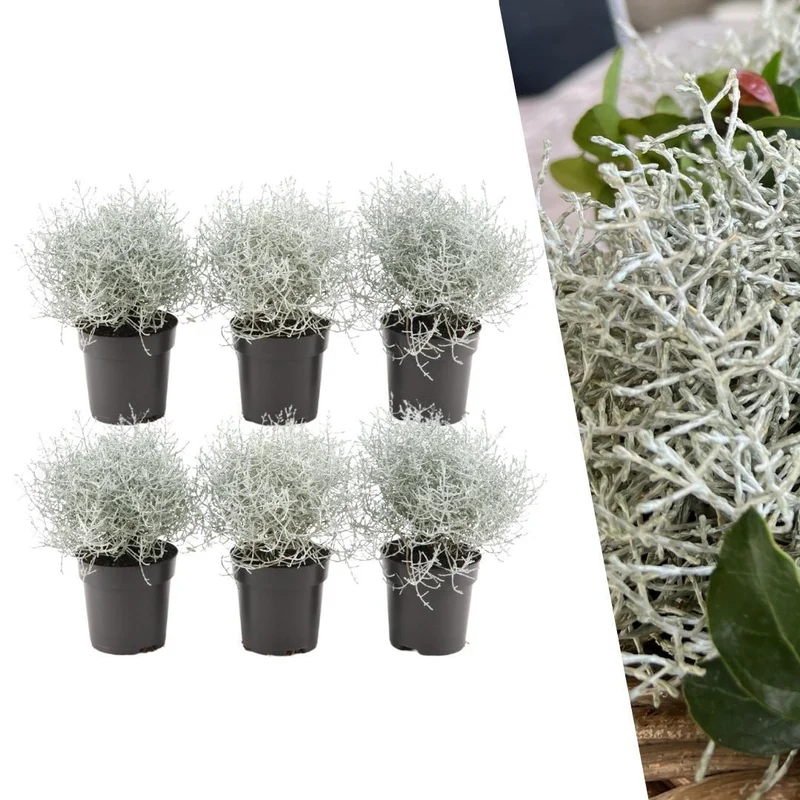 6x Calocephalus'