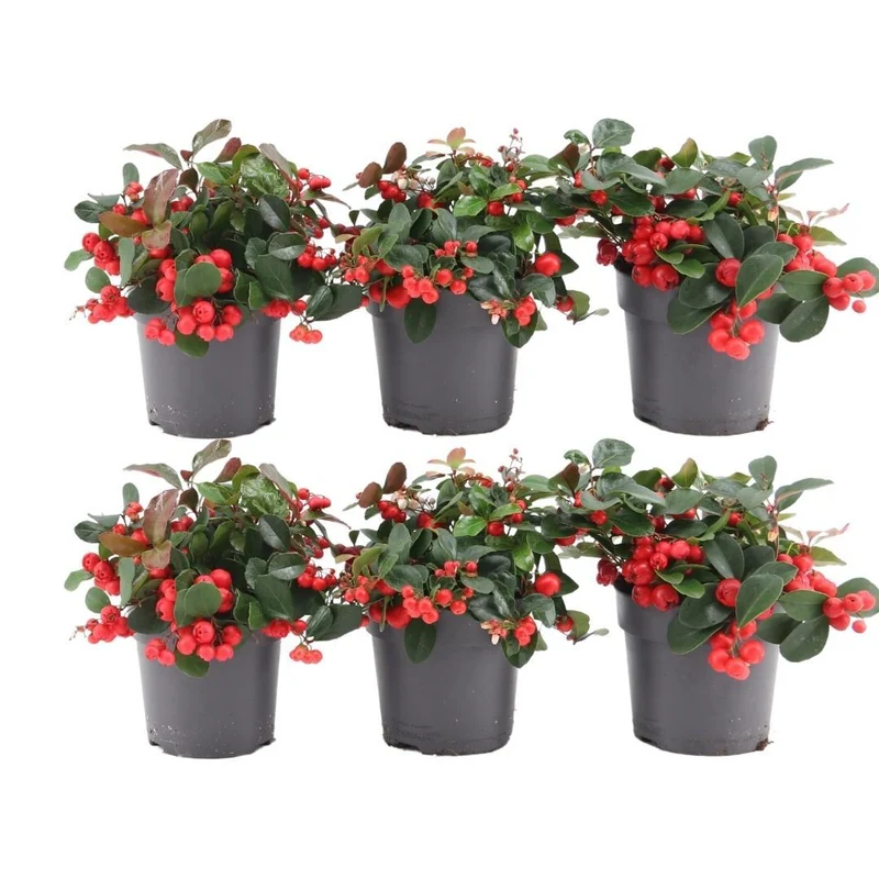 6x Gaultheria procumbens 'Big Berry' | 15
