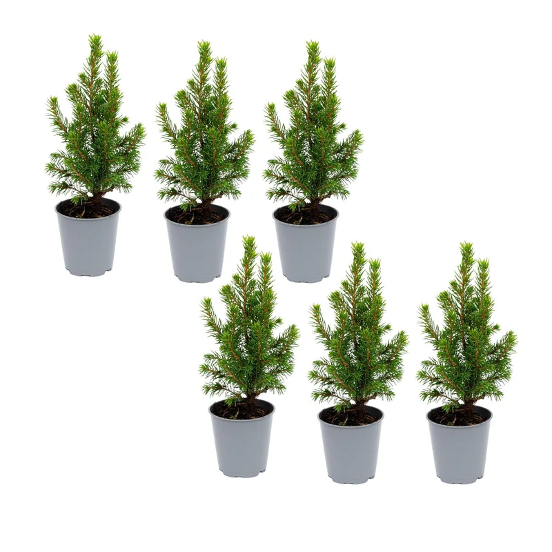 6x Mini-kerstboom