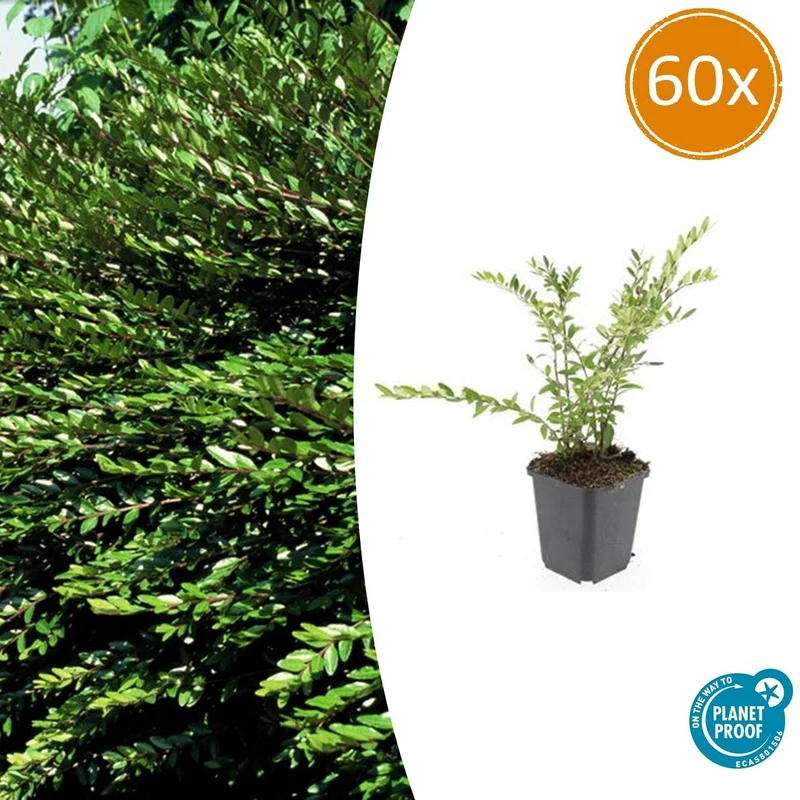 60x Lonicera pileata 'Purple Pearl'
