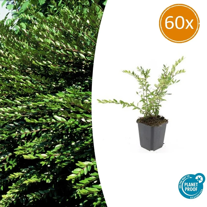 60x Lonicera pileata