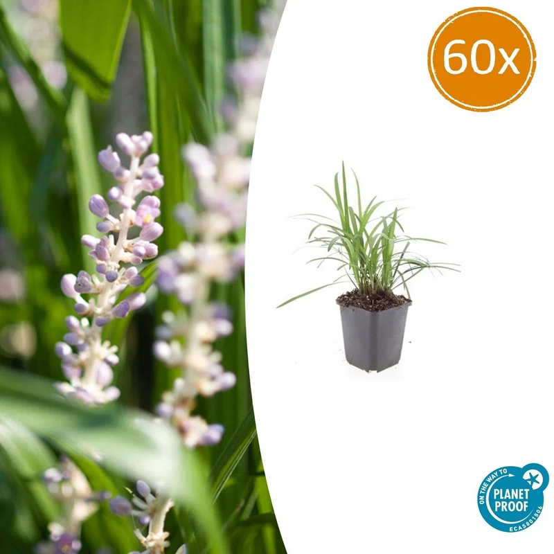 60x Liriope muscari 'Monroe White'