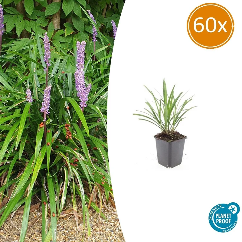 60x Liriope muscari 'Ingwersen'