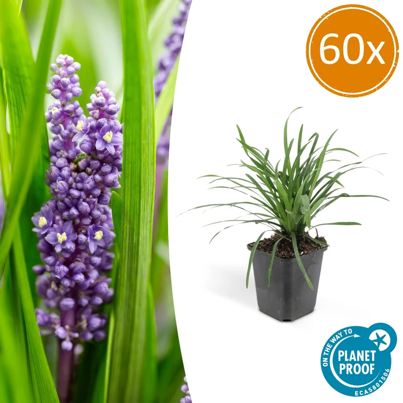 60x Liriope muscari 'Big Blue'