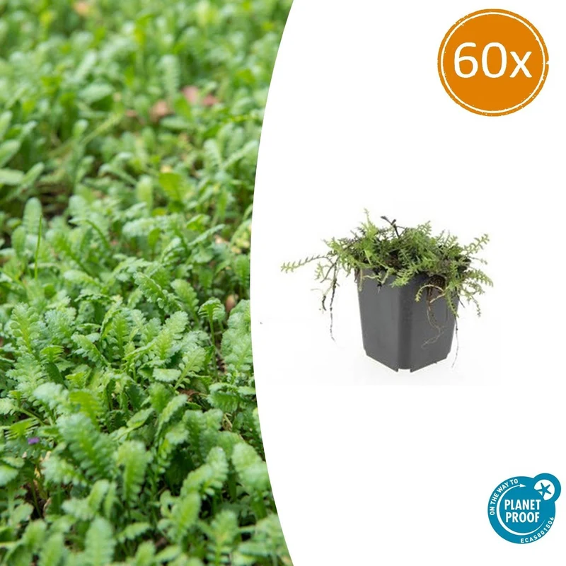 60x Leptinella squalida
