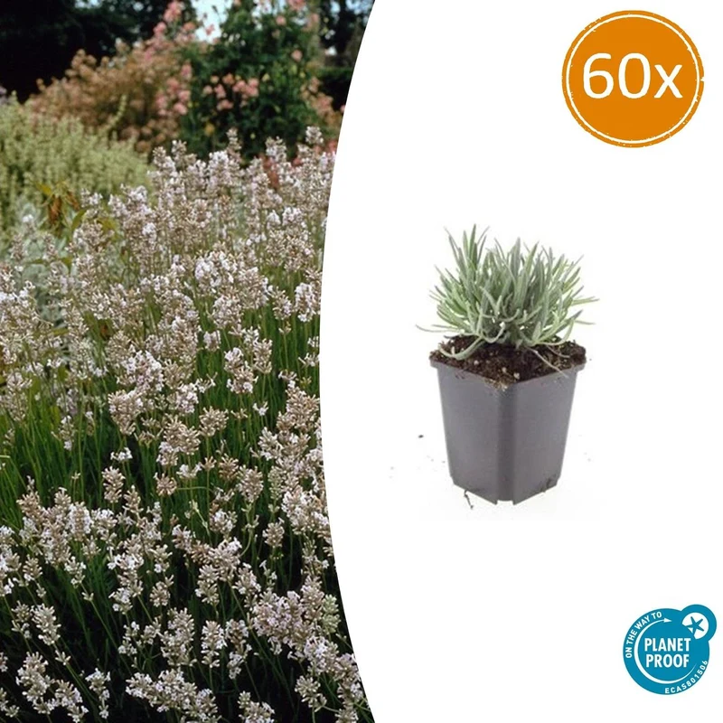 60x Lavandula int. 'Edelweiss'