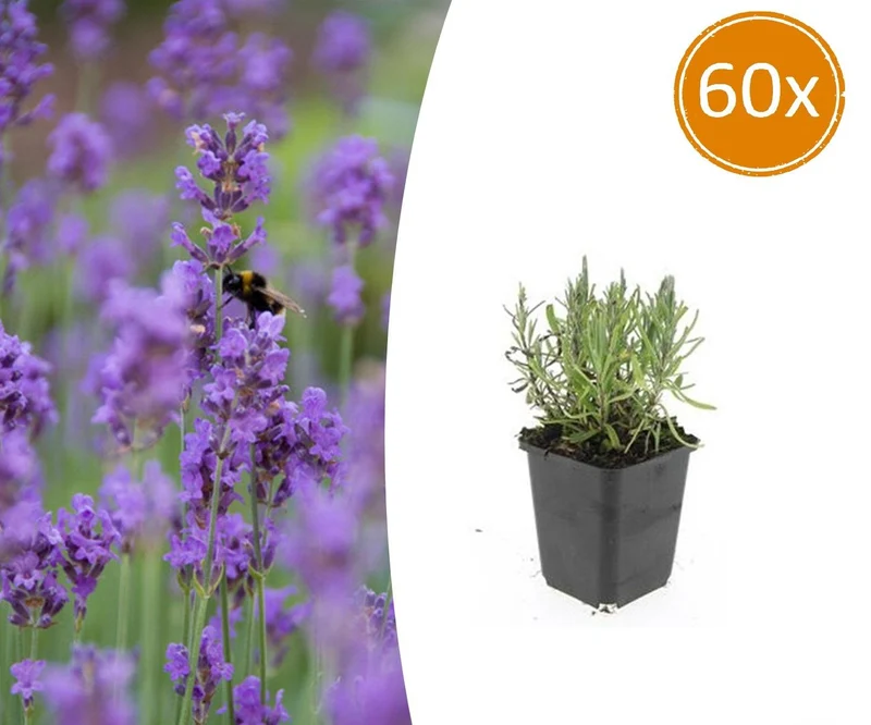 60x Lavandula ang. 'Munstead'